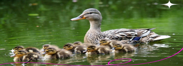 梦到小鸭子是什么意思_梦见小鸭子预示什么