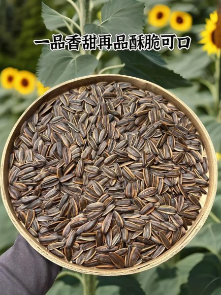 瓜子图片大全大图_瓜子高清图怎么拍