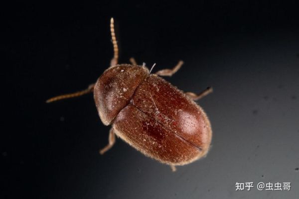 梦到黑色虫子是什么意思_如何化解噩梦