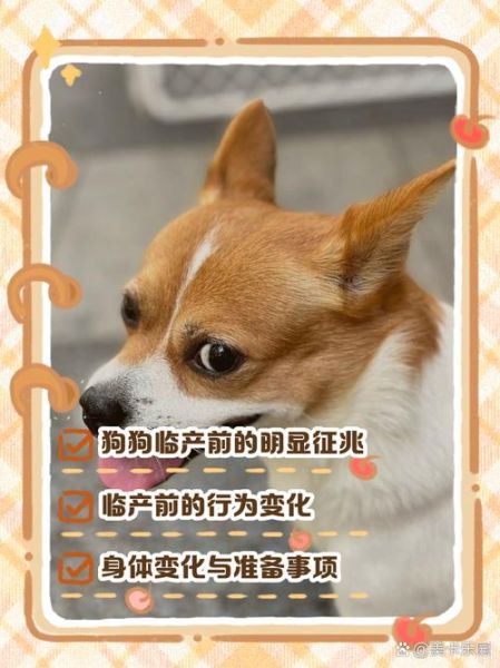 梦到狗生狗是什么意思_梦到狗生狗预示着什么