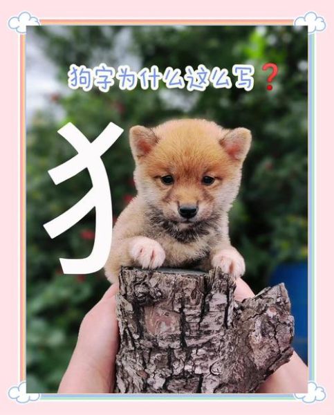 梦到狗生狗是什么意思_梦到狗生狗预示着什么