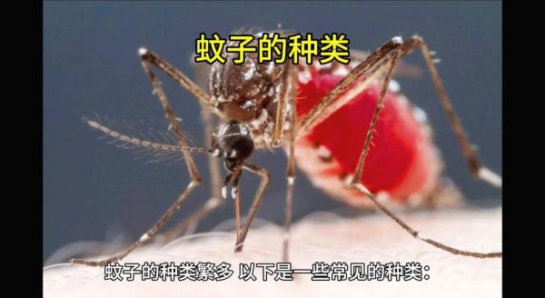 蚊子种类图片大全_如何快速识别常见蚊种