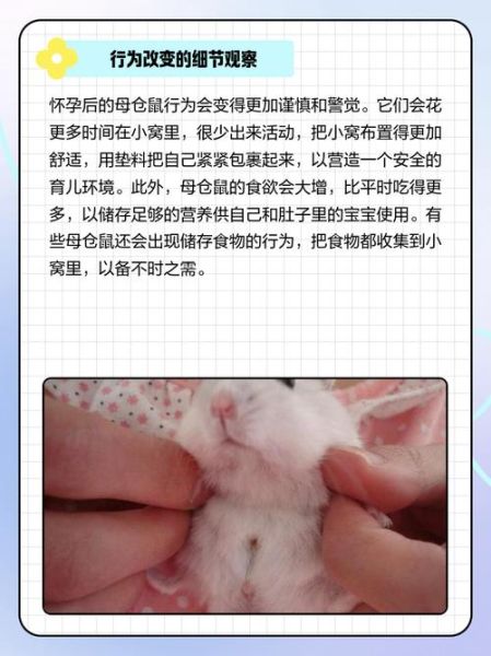 仓鼠生宝宝前兆_仓鼠临产症状有哪些