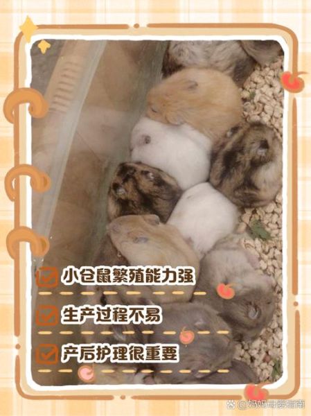 仓鼠生宝宝前兆_仓鼠临产症状有哪些