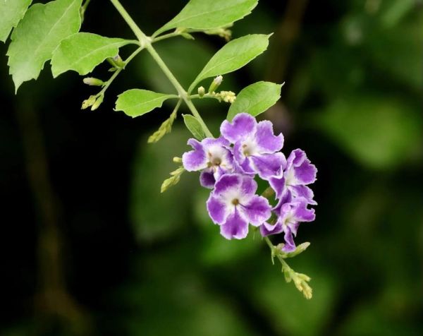 连翘图片大全_如何辨别真假连翘