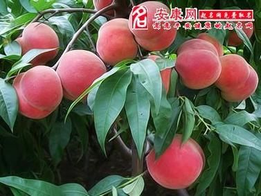 女人梦到桃树结满桃子_梦见桃子预示什么