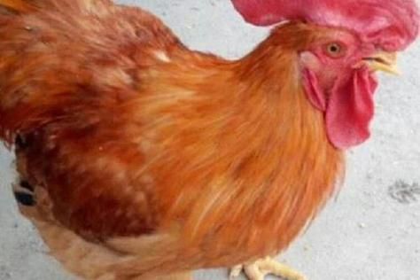 梦到好多小鸡是什么意思_周公解梦原版