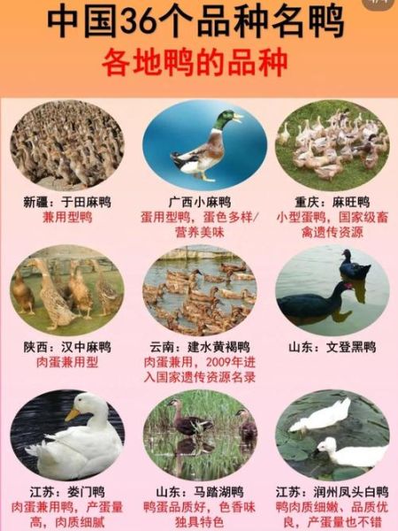 鸭子品种大全_如何区分常见鸭类