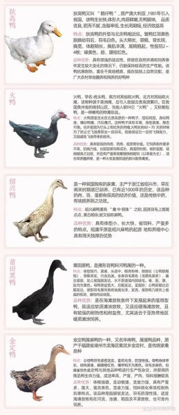 鸭子品种大全_如何区分常见鸭类