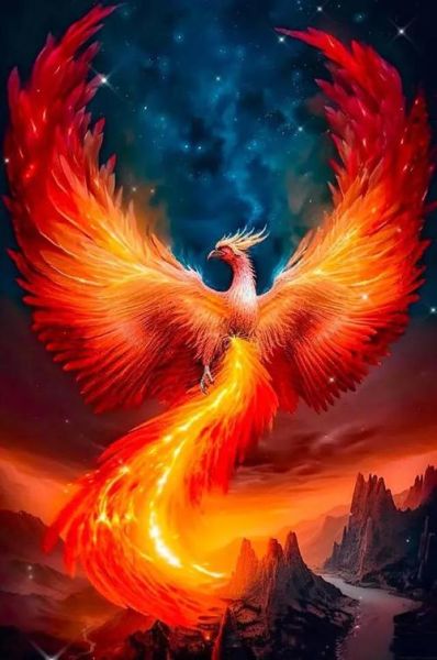 凤凰图片大全真实照片_凤凰长什么样