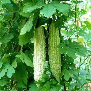 蔬菜图片大全大图_高清蔬菜图片怎么找