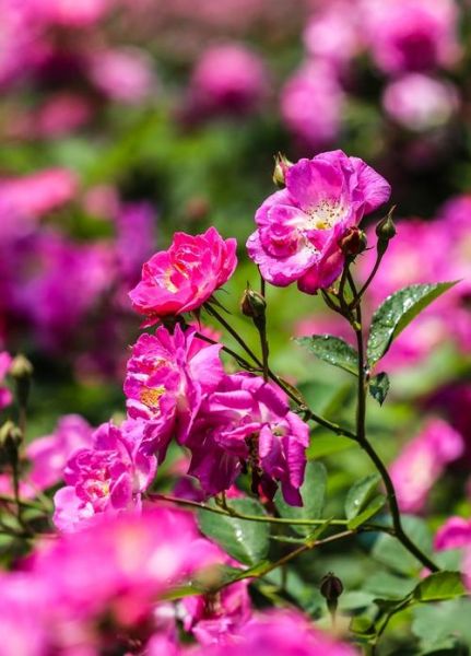 蔷薇图片大全_如何拍摄高清蔷薇特写