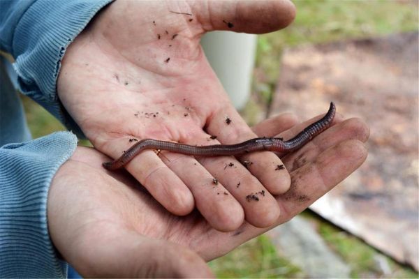 梦到很多蚯蚓是什么意思_梦见蚯蚓吉凶解析