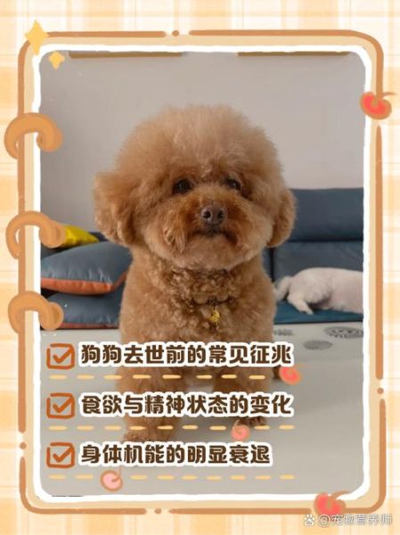 梦到狗死了是什么意思_梦到狗死了预示着什么