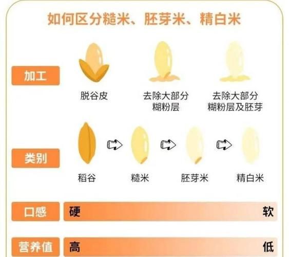 糙米图片大全_糙米和精米区别