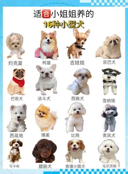小型犬有哪些品种_适合家养的小型犬推荐