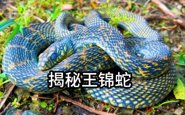 蛇的图片大全大图_高清蛇类壁纸哪里找