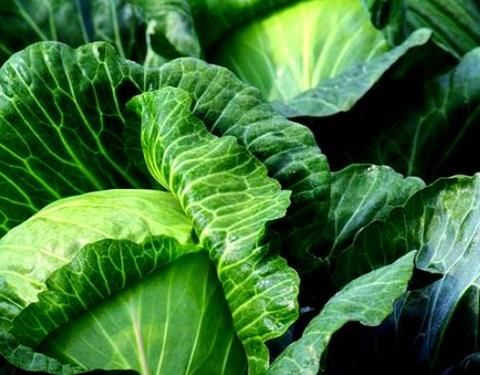 梦到好多白菜是什么意思_梦见白菜是吉兆吗