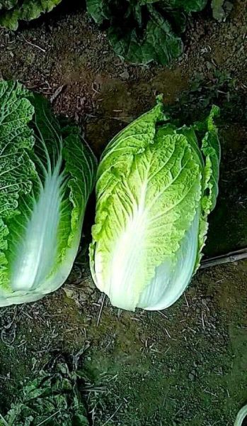 梦到好多白菜是什么意思_梦见白菜是吉兆吗