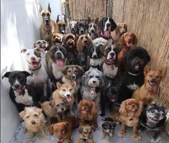 梦到好多小狗是什么意思_梦见一群小狗好不好