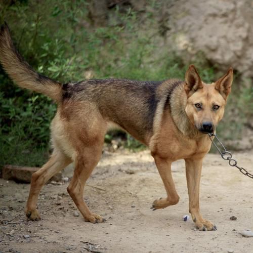 梦到好多小狗是什么意思_梦见一群小狗好不好