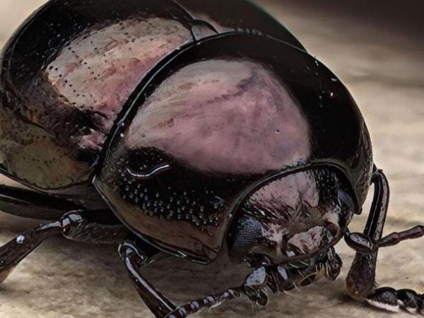 梦到甲壳虫是什么意思_梦见甲壳虫的预兆