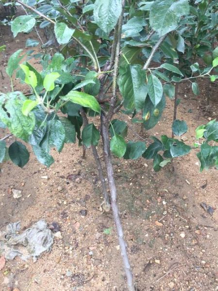 小树苗图片大全_如何挑选高清素材