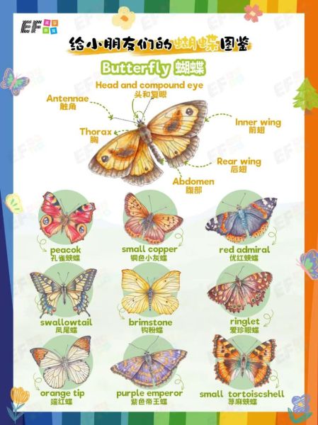 蝴蝶图片大全_如何识别常见种类