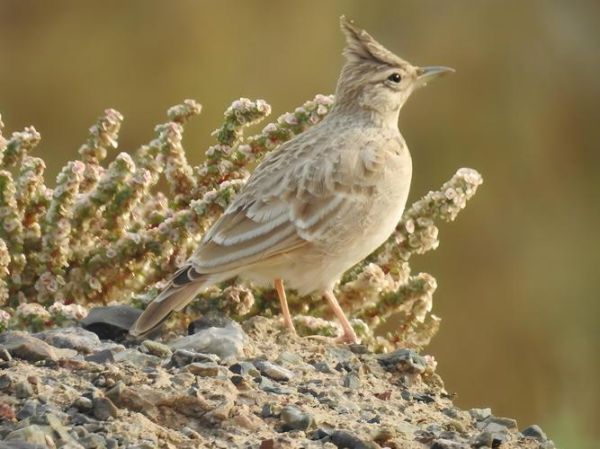 百灵鸟长什么样_百灵鸟图片大全在哪看