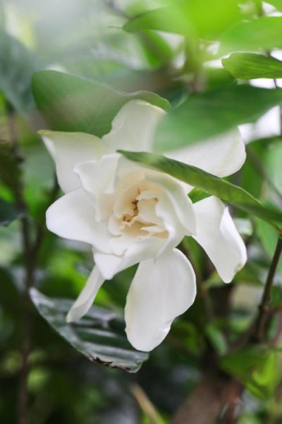 栀子花开迅雷下载_哪里能安全找到高清资源