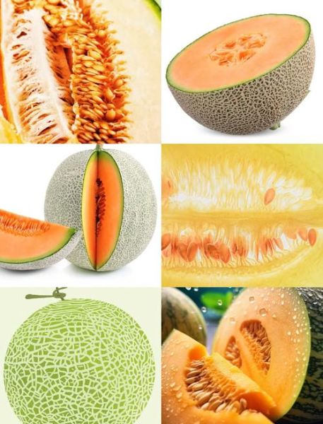哈密瓜图片大全_哈密瓜品种怎么区分