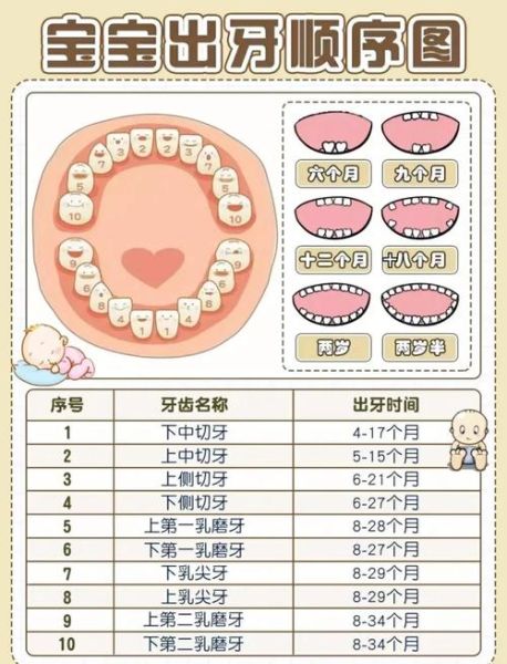 宝宝长牙了怎么办_宝宝长牙顺序