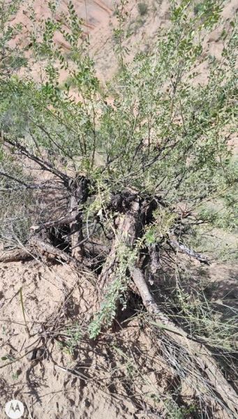 沙漠植物图片大全_哪些植物最耐旱