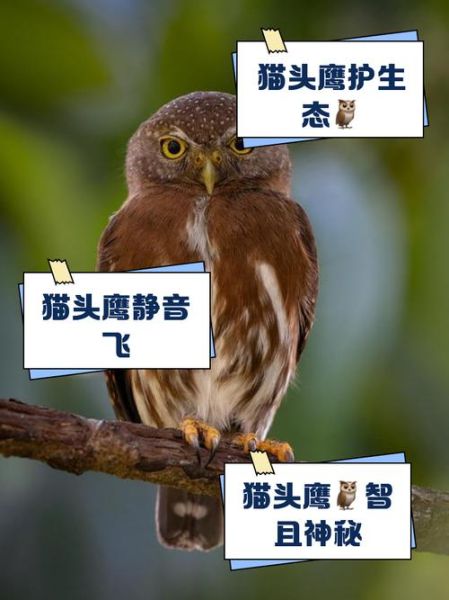 梦到猫头鹰是什么意思_猫头鹰梦境解析