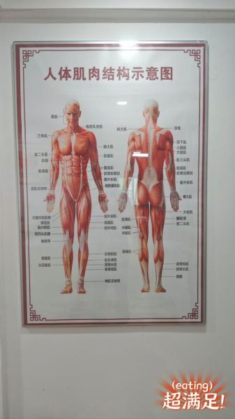 人体图片大全_人体结构图怎么画