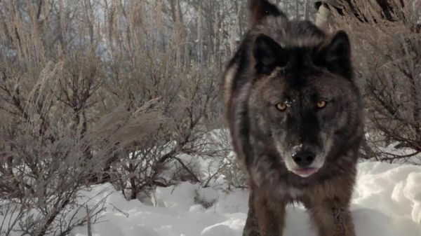 黑狼图片大全_黑狼高清壁纸哪里找