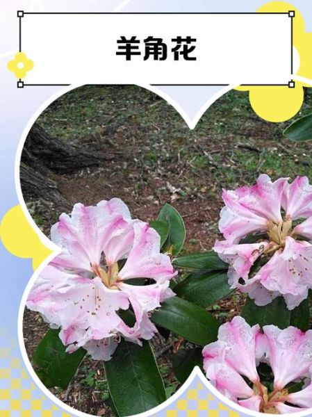 羊角花图片大全_羊角花长什么样