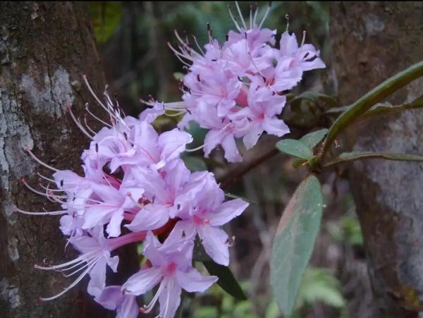 羊角花图片大全_羊角花长什么样