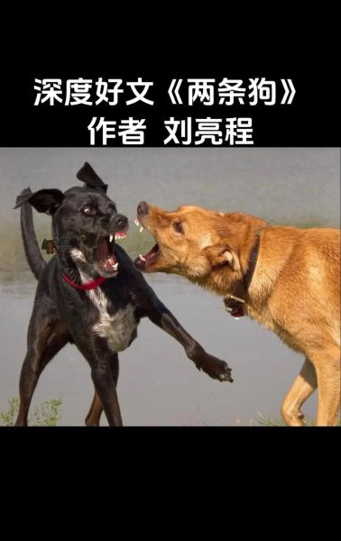 梦到两条狗是什么意思_梦见两只狗打架预示什么