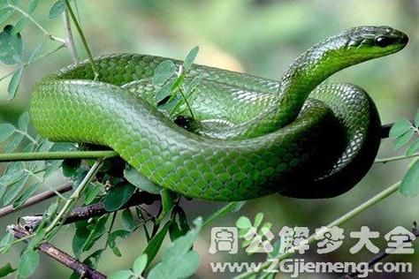 怀孕梦到青蛇是什么意思_孕妇梦见青蛇生男生女