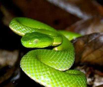 怀孕梦到青蛇是什么意思_孕妇梦见青蛇生男生女