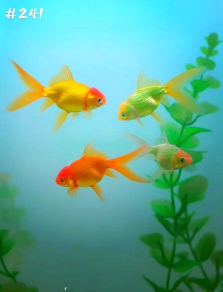 鱼的图片大全大图_高清壁纸怎么找