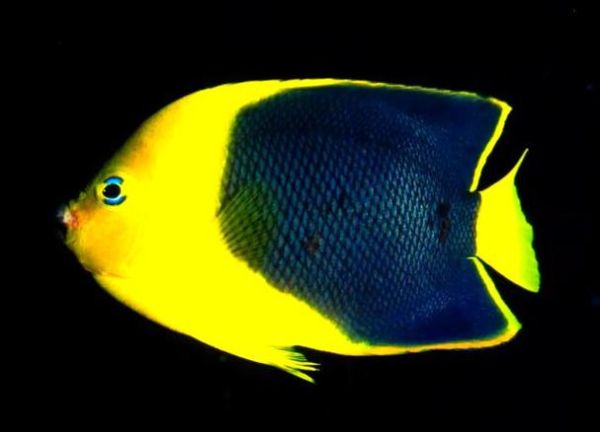 梦到鱼咬自己是什么意思_梦到鱼咬自己预示什么