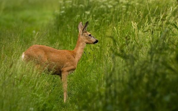小鹿图片大全_高清壁纸哪里找