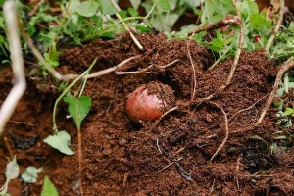 梦到挖土豆是什么意思_梦见挖土豆预示什么