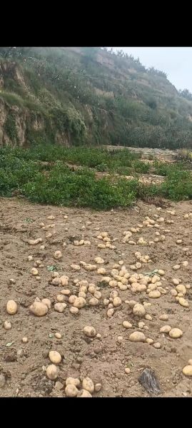 梦到挖土豆是什么意思_梦见挖土豆预示什么