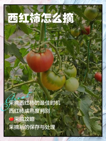 梦到摘西红柿是什么意思_梦见摘西红柿预示什么