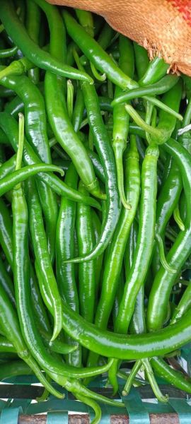 青椒图片大全大图_青椒高清图哪里找