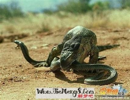 梦到蛇缠脚是什么意思_梦见蛇缠脚周公解梦