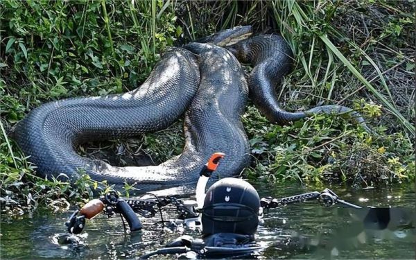 蟒蛇图片大全_蟒蛇高清壁纸哪里找